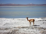 La Paz - Uyuni - La Paz (5D / 4N) - Private Service in the Salar and Lagoons