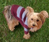 Pug puppy  dog sweater