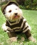 Hoodie  dog sweater