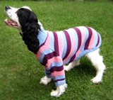Casual pug  dog sweater