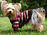 Pug chic  dog sweater