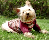 Argyle  dog sweater