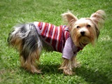 Day pug  dog sweater